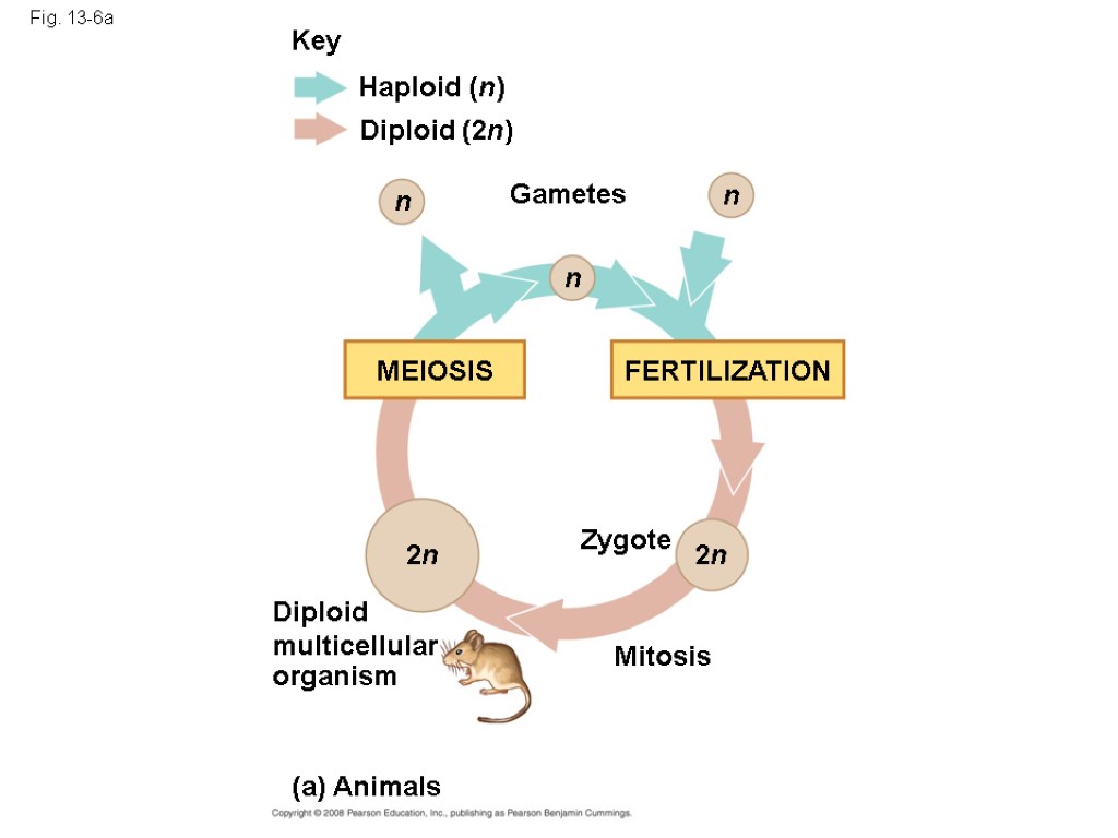 Fig. 13-6a Key Haploid (n) Diploid (2n) Gametes n n n 2n 2n Zygote